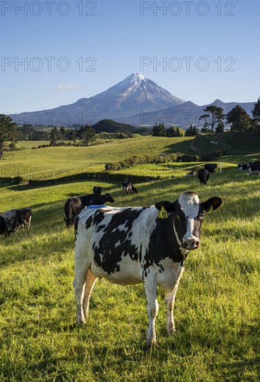 A herd of cattle in a pasture with Mount Taranaki in the background. Egmont National Park, Taranaki Region, North Island, New Zealand