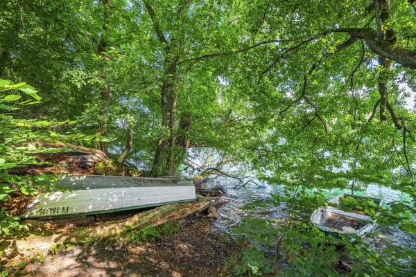 Two rowing boats under trees on the shores of Lake Schmaler Luzin, Feldberger Seenlandschaft, Mecklenburg Lake District, Mecklenburg-Western Pomerania, Germany
