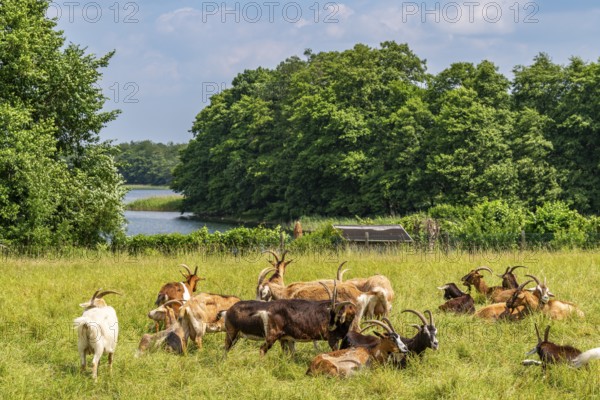 Domestic goats (Capra aegagrus) grazing in the Hullerbusch nature reserve, Carwitz, Feldberger Seenlandschaft, Mecklenburg Lake District in Mecklenburg-Western Pomerania, Germany