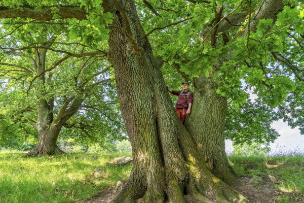 Hiker standing on an old oak (Quercus) in the nature reserve Hullerbusch, Carwitz, Feldberger Seenlandschaft, Mecklenburgische Seenplatte in Mecklenburg-Vorpommern, Germany