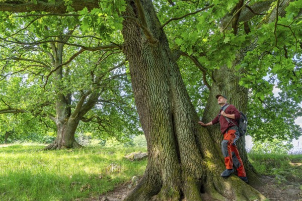 Hiker standing at an old oak (Quercus) in the nature reserve Hullerbusch, Carwitz, Feldberger Seenlandschaft, Mecklenburg Lake District in Mecklenburg-Vorpommern, Germany