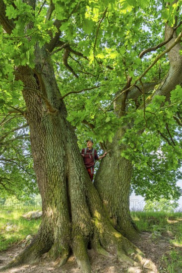 Hiker standing on an old oak (Quercus) in the nature reserve Hullerbusch, Carwitz, Feldberger Seenlandschaft, Mecklenburgische Seenplatte in Mecklenburg-Vorpommern, Germany