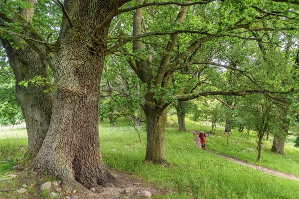 Hikers among old oak trees in the Hullerbusch Nature Reserve, Carwitz, Feldberger Seenlandschaft, Mecklenburg Lake District in Mecklenburg-Western Pomerania, Germany