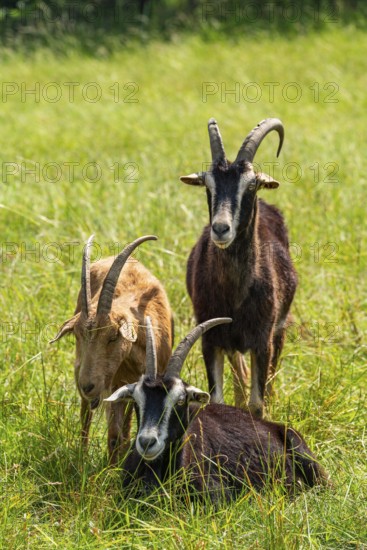 Domestic goats (Capra aegagrus) grazing in the Hullerbusch nature reserve, Carwitz, Feldberger Seenlandschaft, Mecklenburg Lake District in Mecklenburg-Western Pomerania, Germany