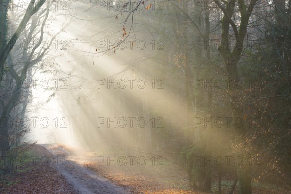 Soft rays of light illuminate path through foggy forest, light-flooded, forest path, sunrays, coolly lit, hilly, path, fascinating, fascination, peaceful, mood, glow, morning haze, morning sun, early fog, autumn leaves, lighting mood, sunlight, morning, haze, natural forest, nature, atmospheric, mystical, mysterious, beauty, dreamlike, fog swaths, natural phenomenon, magical, dream landscape, walking, LÃ¼neburg district, Lower Saxony, Germany