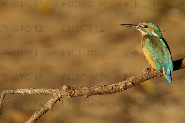 The plumage of the kingfisher (Alcedo atthis) shines even more impressively in the light of the evening sun, Germany