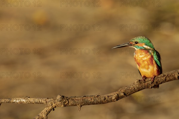 The plumage of the kingfisher (Alcedo atthis) shines in the light of the evening sun, Germany