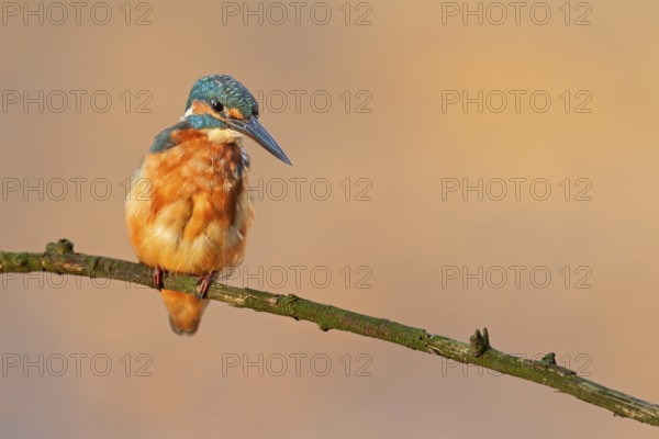 In a few seconds, the female kingfisher (Alcedo atthis) will plunge into the water and try to catch a fish, Germany