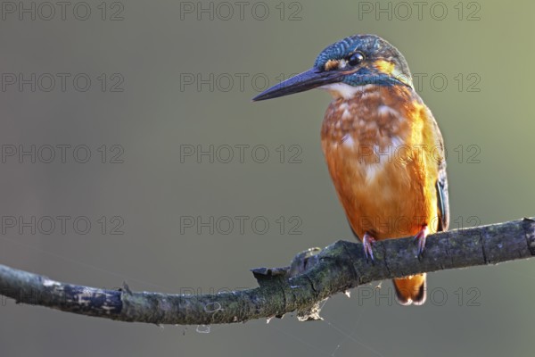A male kingfisher (Alcedo atthis), easily recognisable by its black-coloured beak, on a perch, Germany
