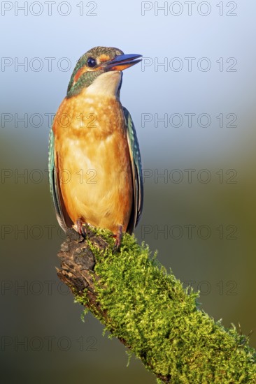 A female kingfisher (Alcedo atthis) using a moss-covered branch as a perch, Germany