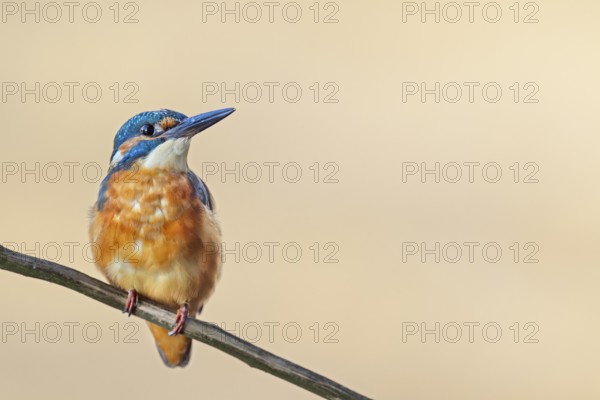 The kingfisher (Alcedo atthis) is often referred to as a flying gemstone, Germany