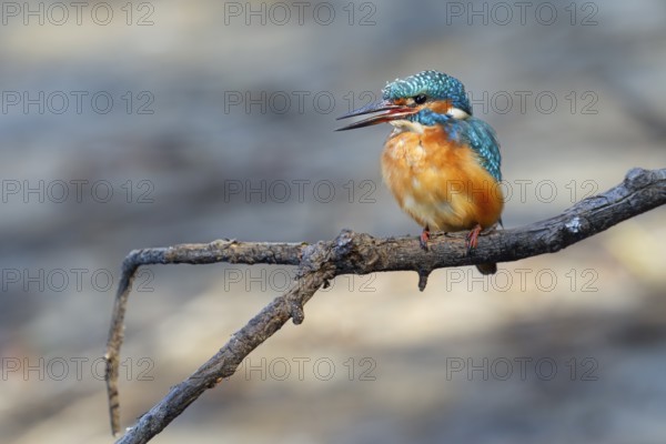 A female kingfisher (Alcedo atthis) sits calling on a perch, Germany