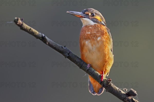 A female kingfisher (Alcedo atthis), easily recognisable by its reddish-coloured beak, on a perch, Germany
