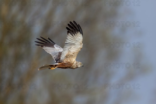 A male marsh harrier (Circus aeruginosus) flies over a reed belt in search of food, hunting, Germany