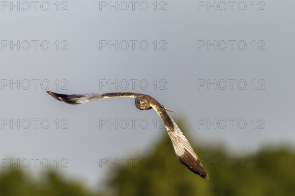 While hunting over a moor, this male marsh harrier (Circus aeruginosus) flies directly towards me, head-on, Germany