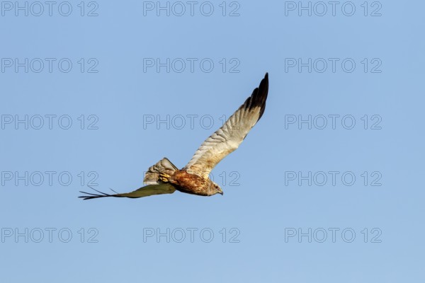 At the last moment, the male marsh harrier (Circus aeruginosus) spotted me and looked briefly in my direction as he flew past, flight, fear, Germany