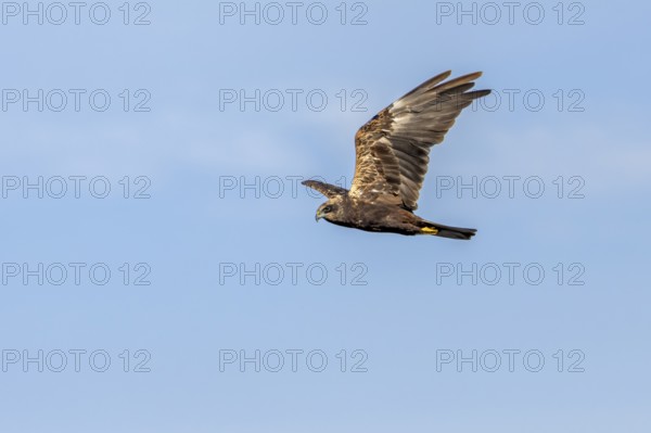 A female marsh harrier (Circus aeruginosus) foraging over a reed belt, unlike many other raptor species, the sexes can be easily distinguished, Hunting, Denmark