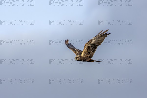 A female marsh harrier (Circus aeruginosus) foraging over a reed belt, hunting, Denmark