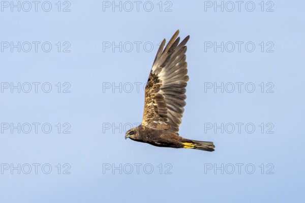 The female marsh harrier (Circus aeruginosus) looks over to me as she flies past, hunting, Denmark