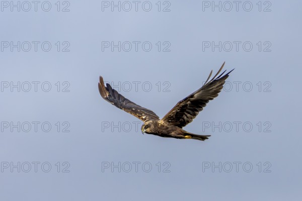 A female marsh harrier (Circus aeruginosus) flies over a reed belt in search of food, hunting, Denmark