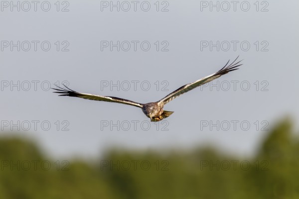 Male marsh harrier (Circus aeruginosus) on its hunting flight over a moorland meadow, Germany
