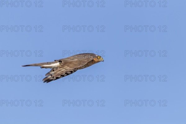 A sparrowhawk (Accipiter nisus) Terzel in typical flying posture hunting for songbirds, Terzel is the name for the male, hunting, Germany