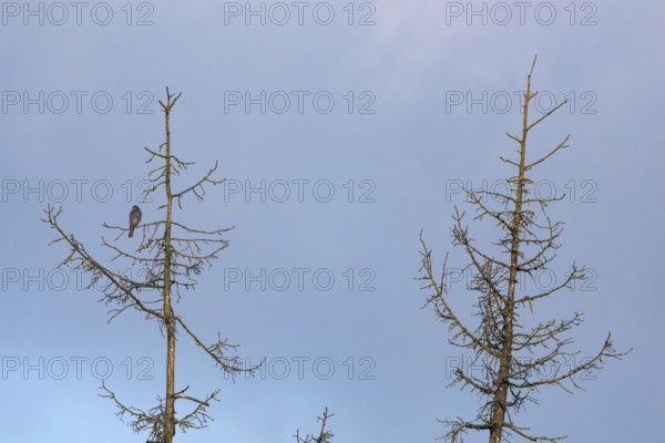 A male sparrowhawk (Accipiter nisus) sits in the crown of a dead spruce looking for possible prey, perch, Denmark
