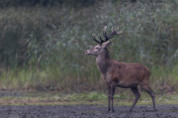 A young red deer (Cervus elaphus) in top physical condition appears on the bank of a pond, rutting season, Germany
