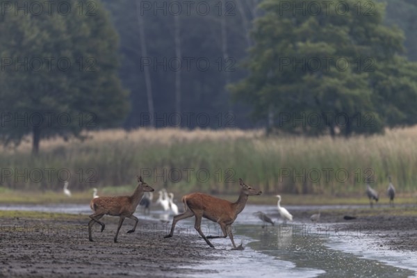 A red deer (Cervus elaphus) with a very late calf, in September calves born in May and June have long since lost the light spots in their fur, rutting season, Germany