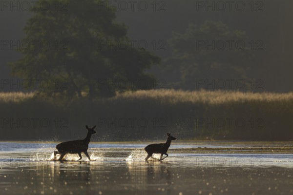The stag calf clearly enjoys crossing the pond, while the red deer (Cervus elaphus) follows vigilantly, rutting season, morning sun, Germany