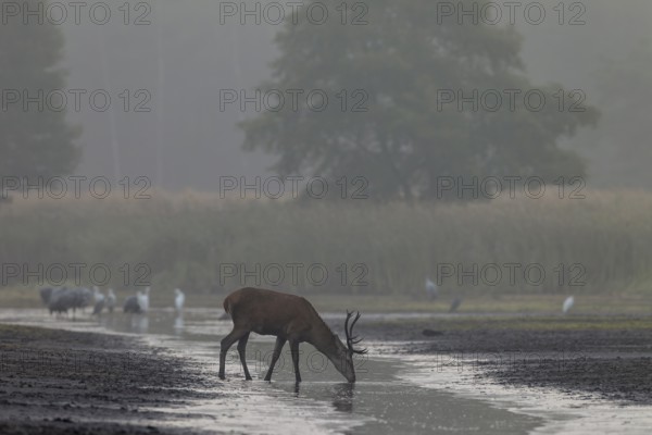 A red deer (Cervus elaphus) has stepped up to a pond bank to draw water, in the background the first herons are hunting fish, thirst, drinking, rutting season, Germany