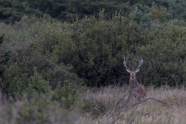 In the evening, the red deer (Cervus elaphus) leaves the place where it has been resting undisturbed during the day and now, at the start of the rut, it sets off in search of the hinds, rutting season, Denmark