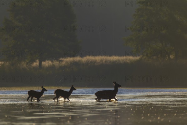 In the early morning a red deer (Cervus elaphus) with two calves crosses a pond, rutting season, morning sun, Germany