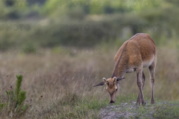 A red deer (Cervus elaphus) in velvet grazing the fresh grass on a sand hill, Bastspiesser, Denmark
