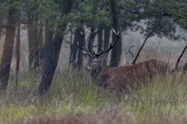 In high vegetation, a lot of luck is needed to get a free-standing red deer (Cervus elaphus) in front of the camera, rutting season, Germany