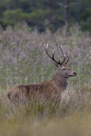 A few metres away from me, the red deer (Cervus elaphus) steps out of its daytime hiding place onto a marshy meadow, by-stag, rutting season, Germany