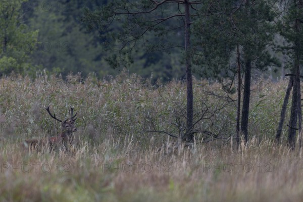 After a long wait, a red deer (Cervus elaphus) finally emerges from the reed belt, rutting season, Germany