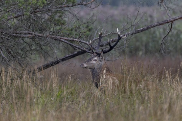 The red deer (Cervus elaphus) attentively eyes the opposite edge of the forest, rutting season, Germany