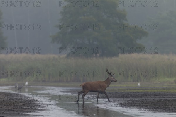 After the red deer (Cervus elaphus) has refreshed itself, it continues on its way, rutting season, Germany