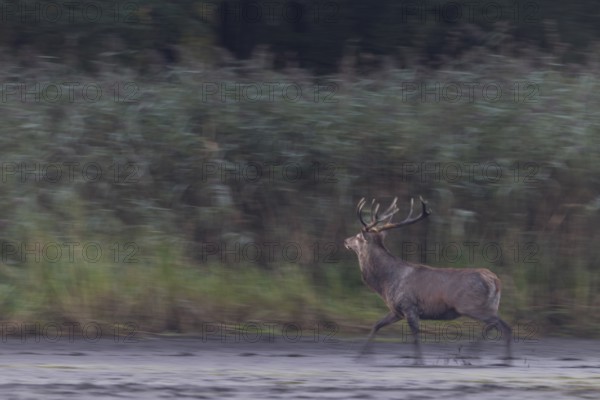 Something attracts the attention of a red deer (Cervus elaphus), probably another red deer in the reeds, rutting season, wiped image, dragging, blurred, Germany