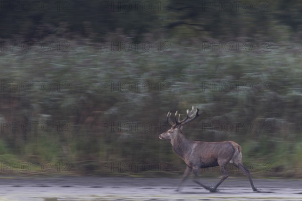 This red deer (Cervus elaphus) is obviously in a hurry, rutting season, wiping picture, dragging, blur, Germany