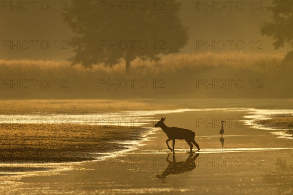 A red deer calf (Cervus elaphus) follows the mother at a distance of a few metres, the heron hunting in the background has aroused the calf's curiosity for a moment, foggy landscape, morning mist, morning sun, rutting season, Germany