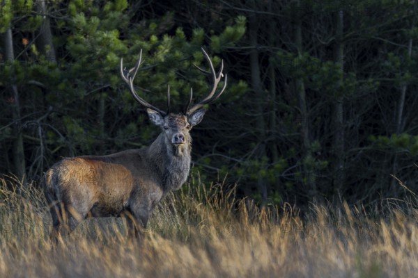 The short hide is crowned with success, in the evening a red deer (Cervus elaphus) enters the stage, evening sun, rutting season, Denmark