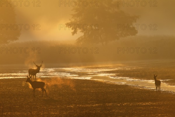 The red deer (Cervus elaphus) lets doe and calf pass, the breath is clearly visible in the backlight, foggy landscape, morning fog, morning sun, rutting season, Germany