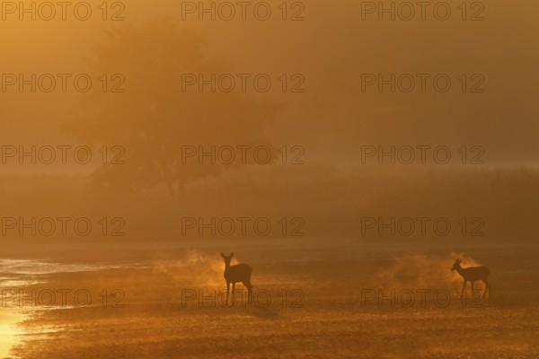 A red deer (Cervus elaphus) with calf changes from the reed belt and the breathing mist glows in the backlight, fog landscape, morning mist, morning sun, rutting season, Germany