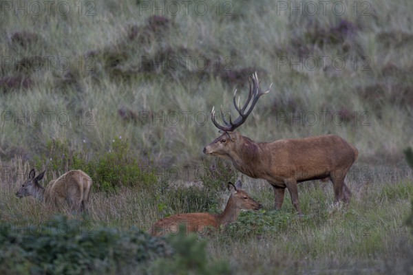 Red deer (Cervus elaphus) standing next to a resting red deer while the calf is grazing nearby, rutting season, Denmark