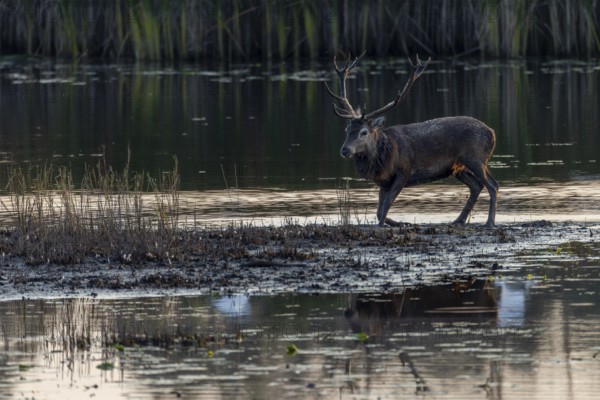 The red deer (Cervus elaphus) has finished wallowing, mud bath, rutting season, Germany