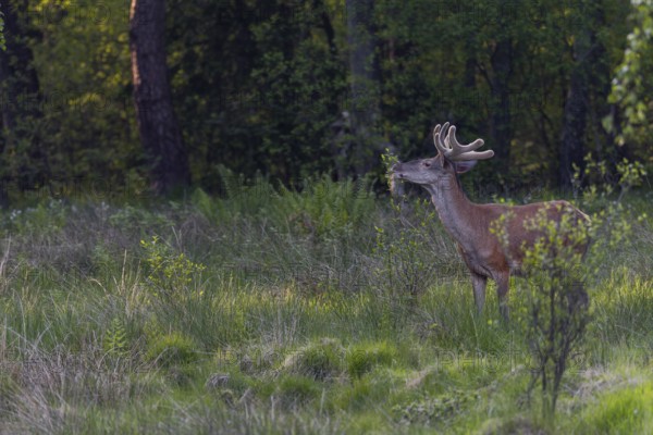 A red deer (Cervus elaphus) in velvet moulting the leaves of the late-flowering bird cherry (Prunus serotina), classified as invasive, velvet antlers, summer coat, Germany