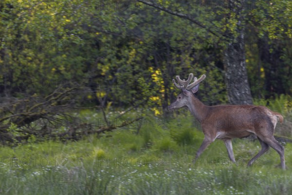 A red deer (Cervus elaphus) in its velvet coat, returning from a forest meadow to the forest after grazing, velvet antlers, summer coat, Germany