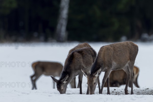 Red deer (Cervus elaphus) and calves grazing in the evening on a snow-covered forest meadow, winter, snow cover, emergency period, Germany